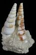 Fossil Gastropod (Haustator) Cluster - Damery, France #56390-2